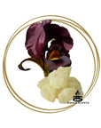 Black Iris & Musk - Simple Scents Ambience Large Twirl Style Soy Wax Melts