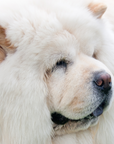 Send Some Floofy Love: Cream Chow Chow 'Aloof Floof' Greeting Card