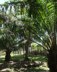 Pure Batana Oil 100ml — The Original, 100% Pure Oil from Honduras