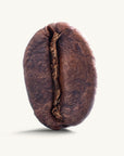 El Buho Excelso