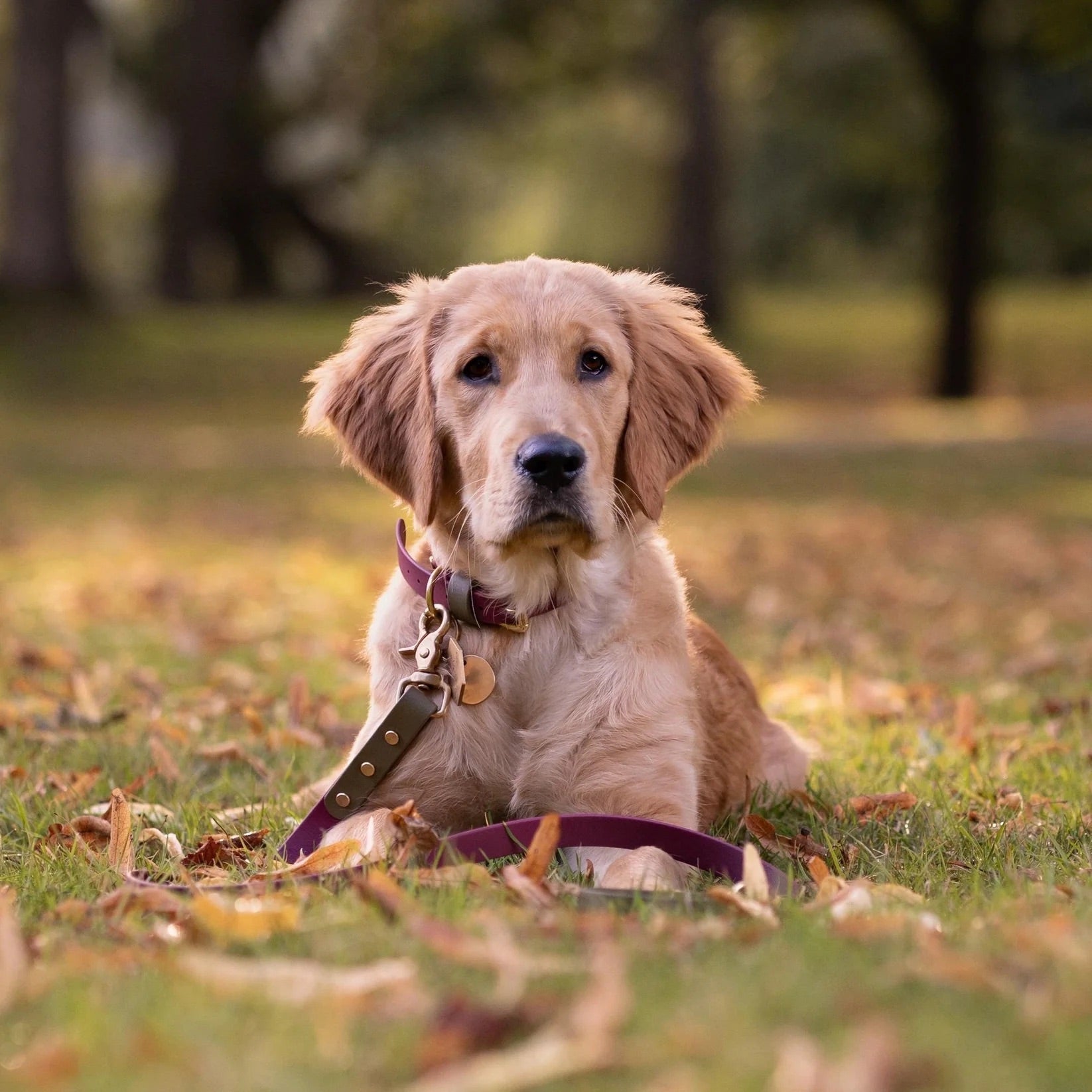 Dottie Wine &amp; Olive Colour Block Collar