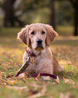 Dottie Wine & Olive Colour Block Collar