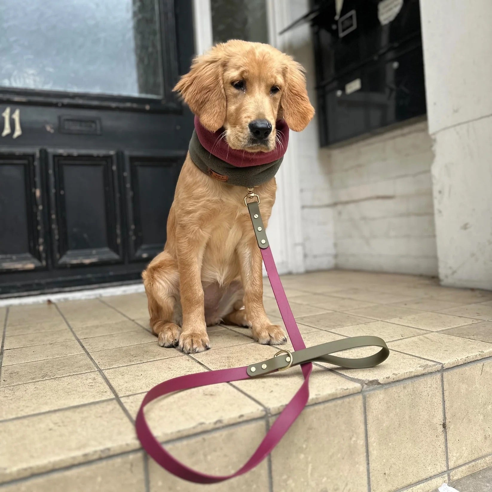 Dottie Wine &amp; Olive Colour Block Collar