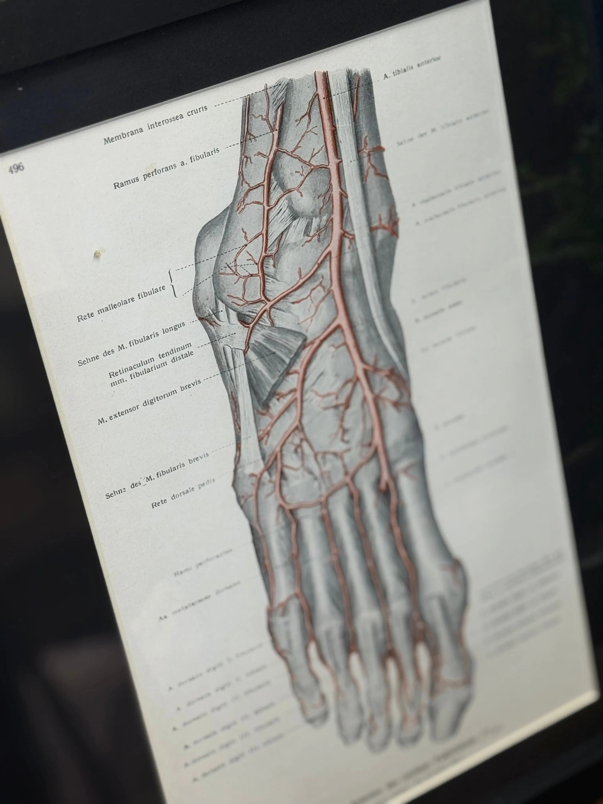 Framed Antique Anatomy Print 1920s Medical Book Plate Wall Art Picture J