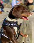 Rugged Rover™ Harness - Midnight Black