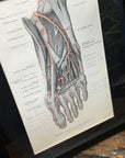 Framed Antique Anatomy Print 1920s Medical Book Plate Wall Art Picture I