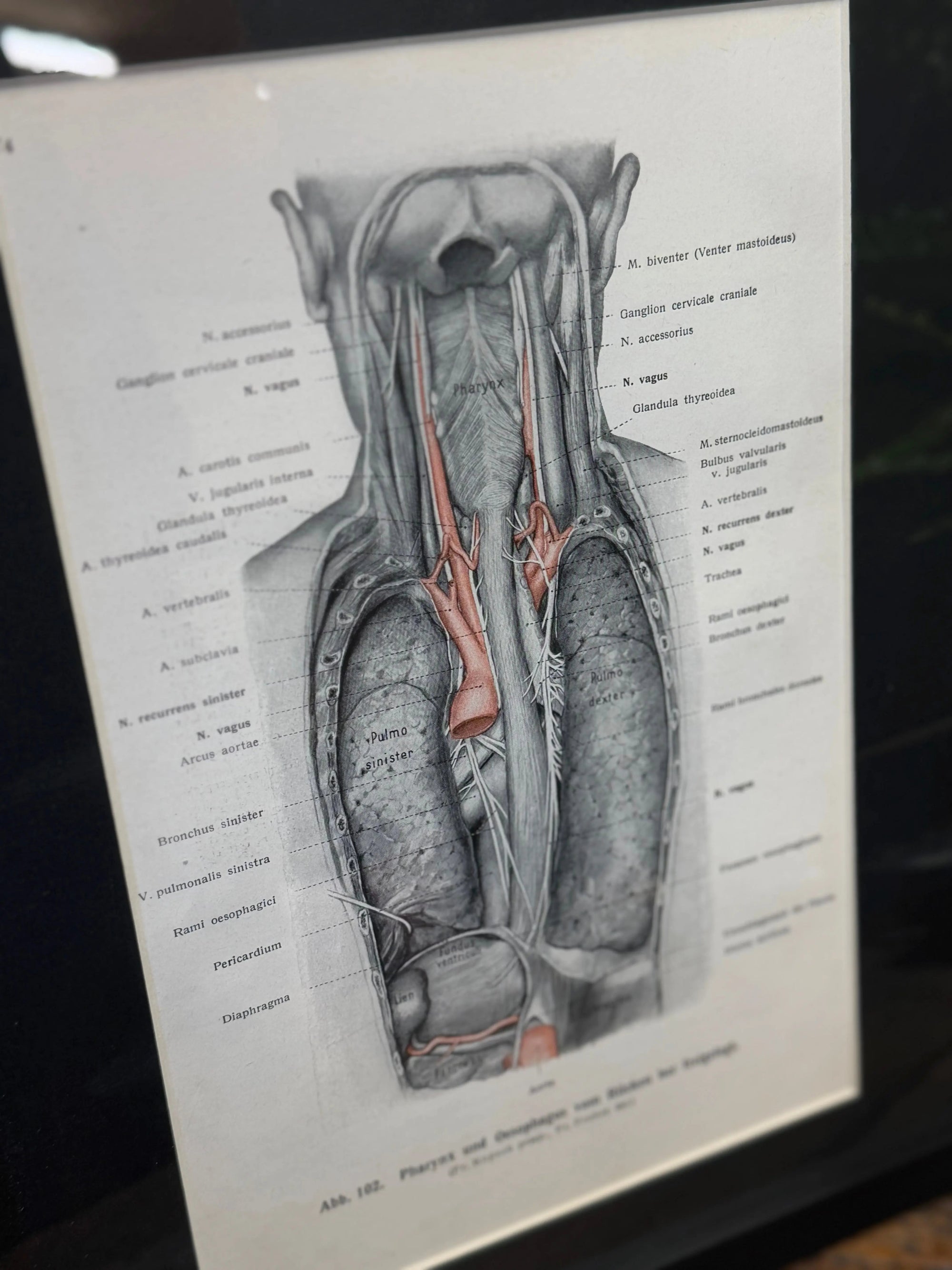 Framed Antique Anatomy Print 1920s Medical Book Plate Wall Art Picture G