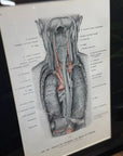 Framed Antique Anatomy Print 1920s Medical Book Plate Wall Art Picture G