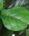 Faux Fiddle Leaf Fig Tree 6'