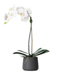 Faux Potted Orchid Plant - White Phalaenopsis Orchid in Black Pot - 21"