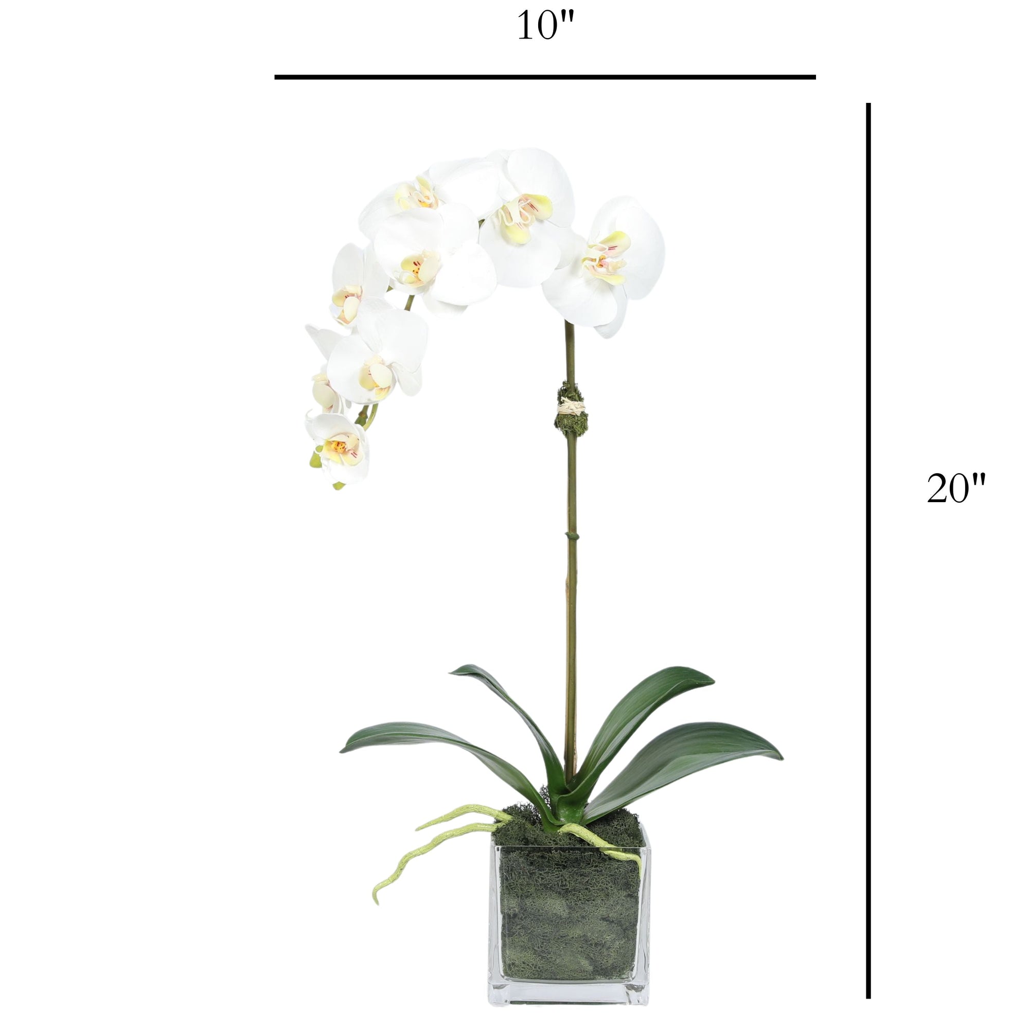 Faux Orchid Plant in Square Vase - 20"