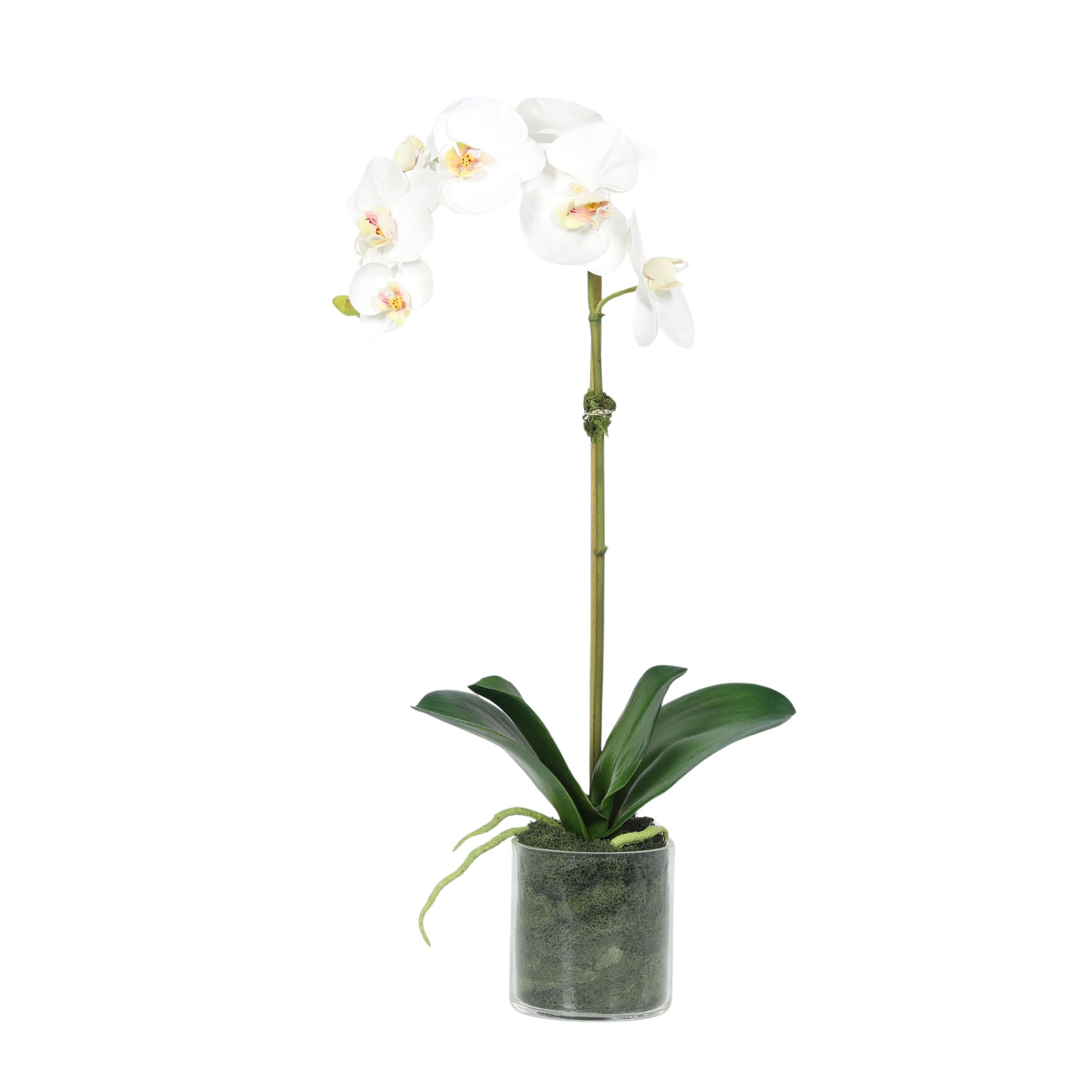 Artificial Orchid Plant in Vase - 20"
