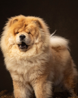 Send Some Floofy Love: Fawn Chow Chow 'Aloof Floof' Greeting Card