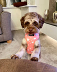 Adjustable Harness - Peachy Hearts