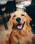 Golden Moments: Adorable Golden Retriever Greeting Card for Every Occasion!