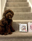 Get Well Soon Biscuit Treat Box