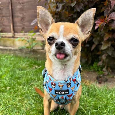 Blue Chihuahua Print Exclusive Small Dog Harness by My Chi and Me SALE