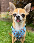 Blue Chihuahua Print Exclusive Small Dog Harness by My Chi and Me SALE
