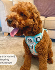 Rugged Rover™ Harness - Pastel Daisy