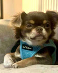 Tiny Trails Step In Air Mesh Puppy and Small Dog Harness Baby Blue