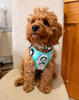Rugged Rover™ Harness - Pastel Daisy