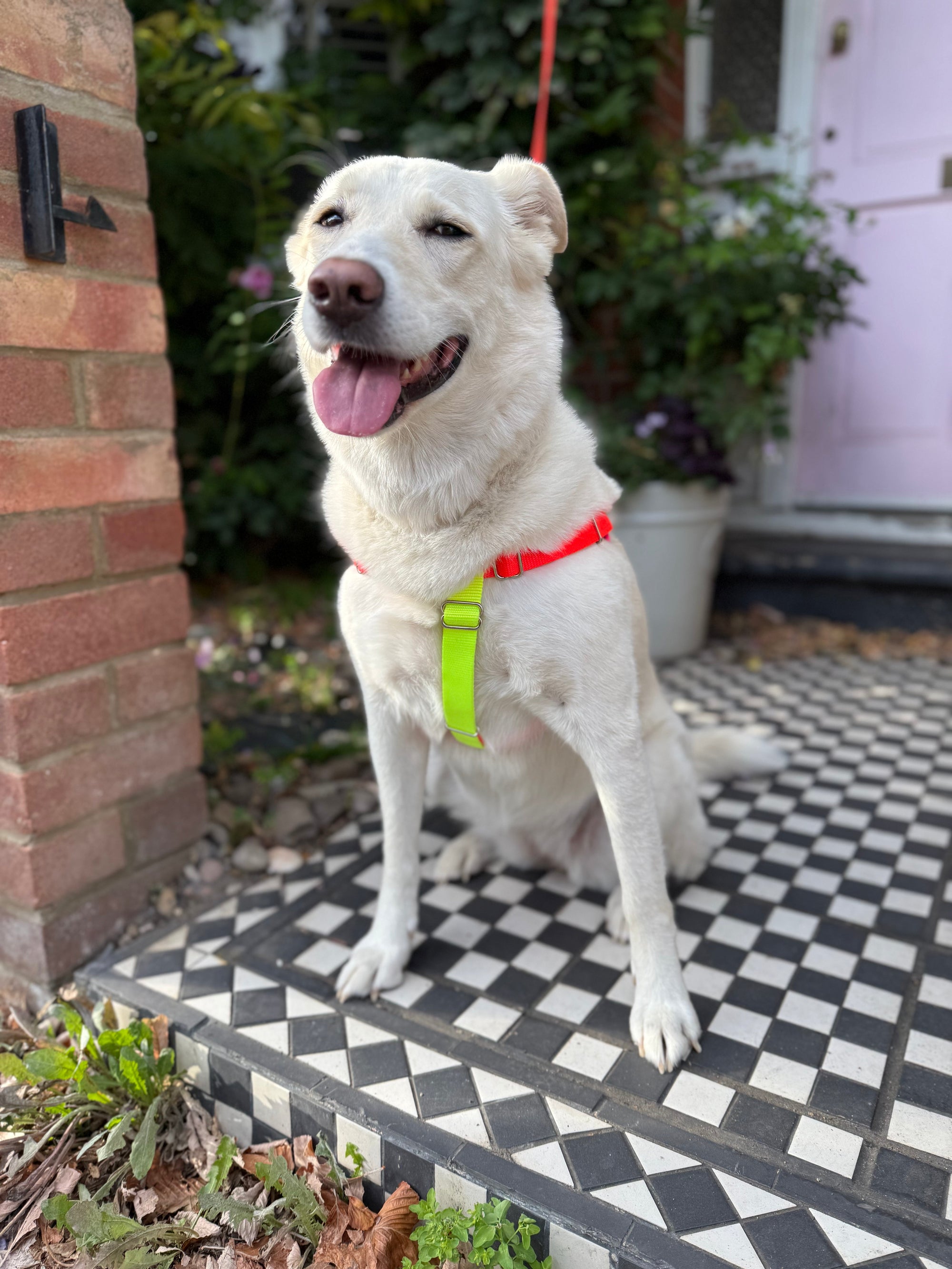 Nylon Colour Block Harness - Pink, Orange &amp; Yellow