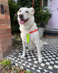 Nylon Colour Block Harness - Pink, Orange & Yellow