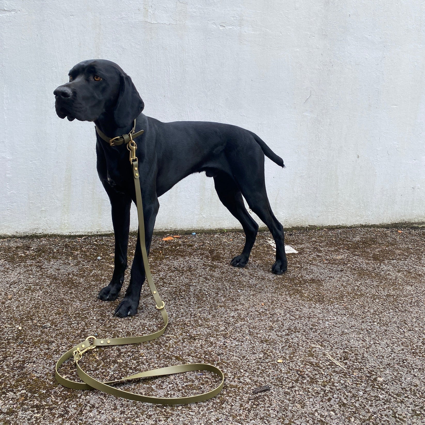 Loki Multiway Dog Lead in Khaki &amp; Brown