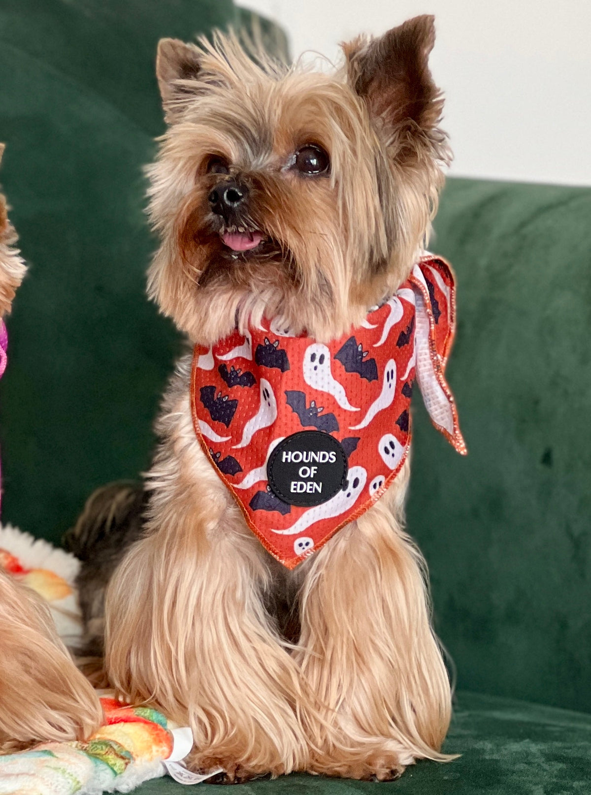Orange Bats + Ghosts Halloween Dog Bandana 👻