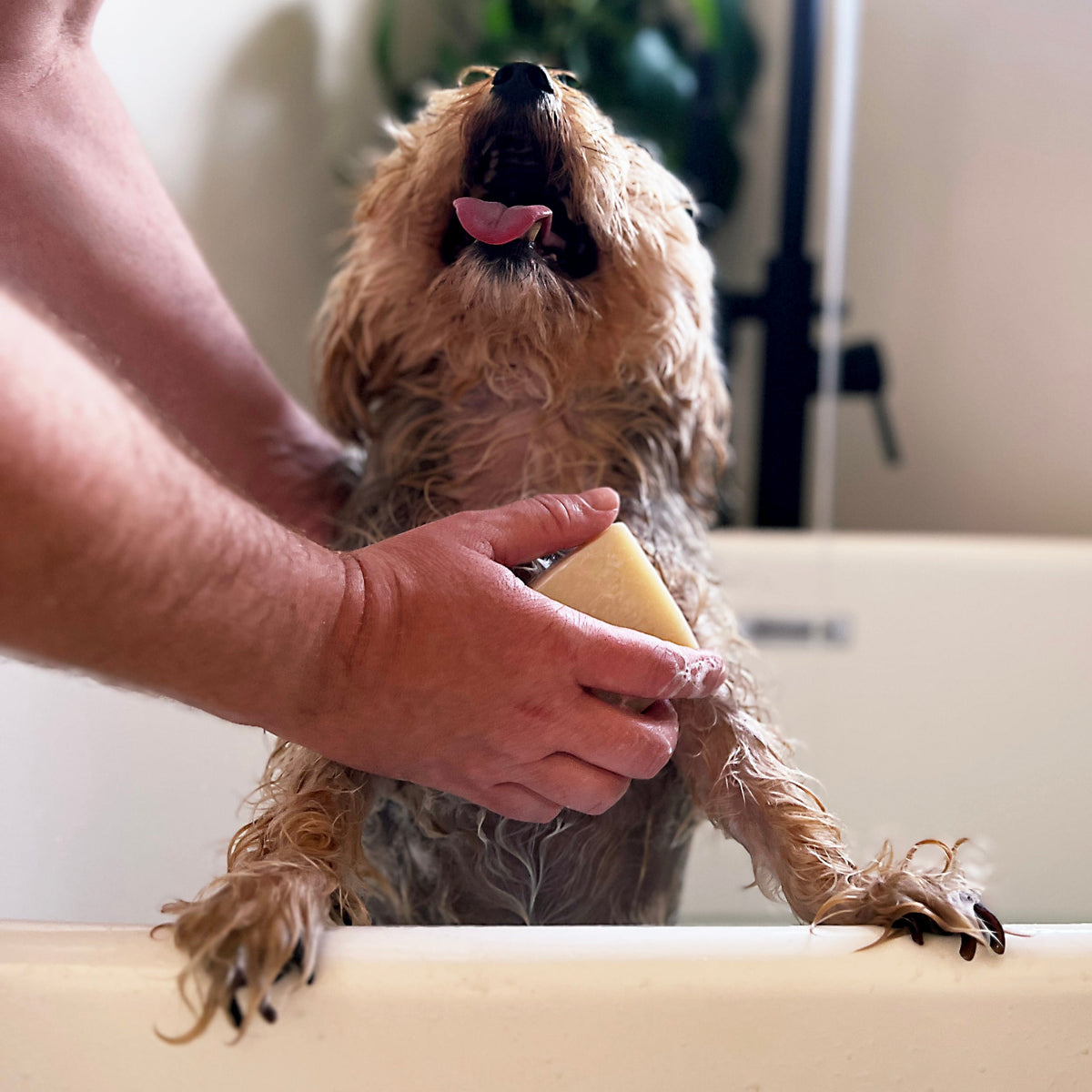 Dog Shampoo Bar - 100% Natural, Vegan &amp; Palm oil-free Shampoo Bar for Dogs