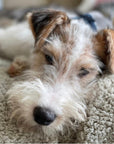Premium Sherpa Fleece Dog Blanket | Handmade Soft Reversible Pet Throw | Cosy Luxury Dog Bedding UK