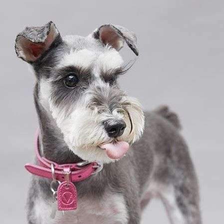 Gloss Collar