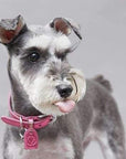 Gloss Collar