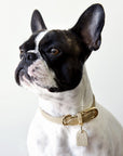 Leather Collar