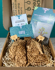 Plant Propagation Gift Set 