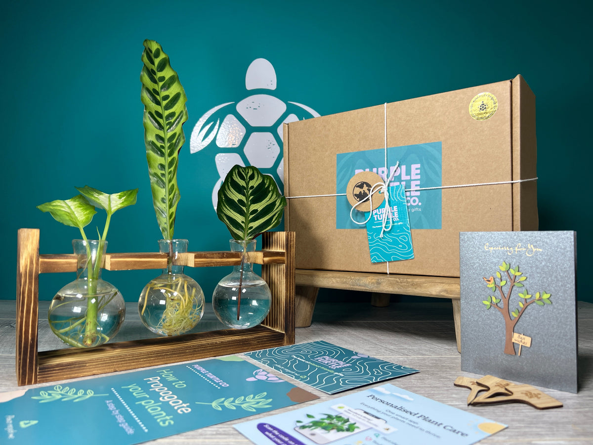 Plant Propagation Gift Set 