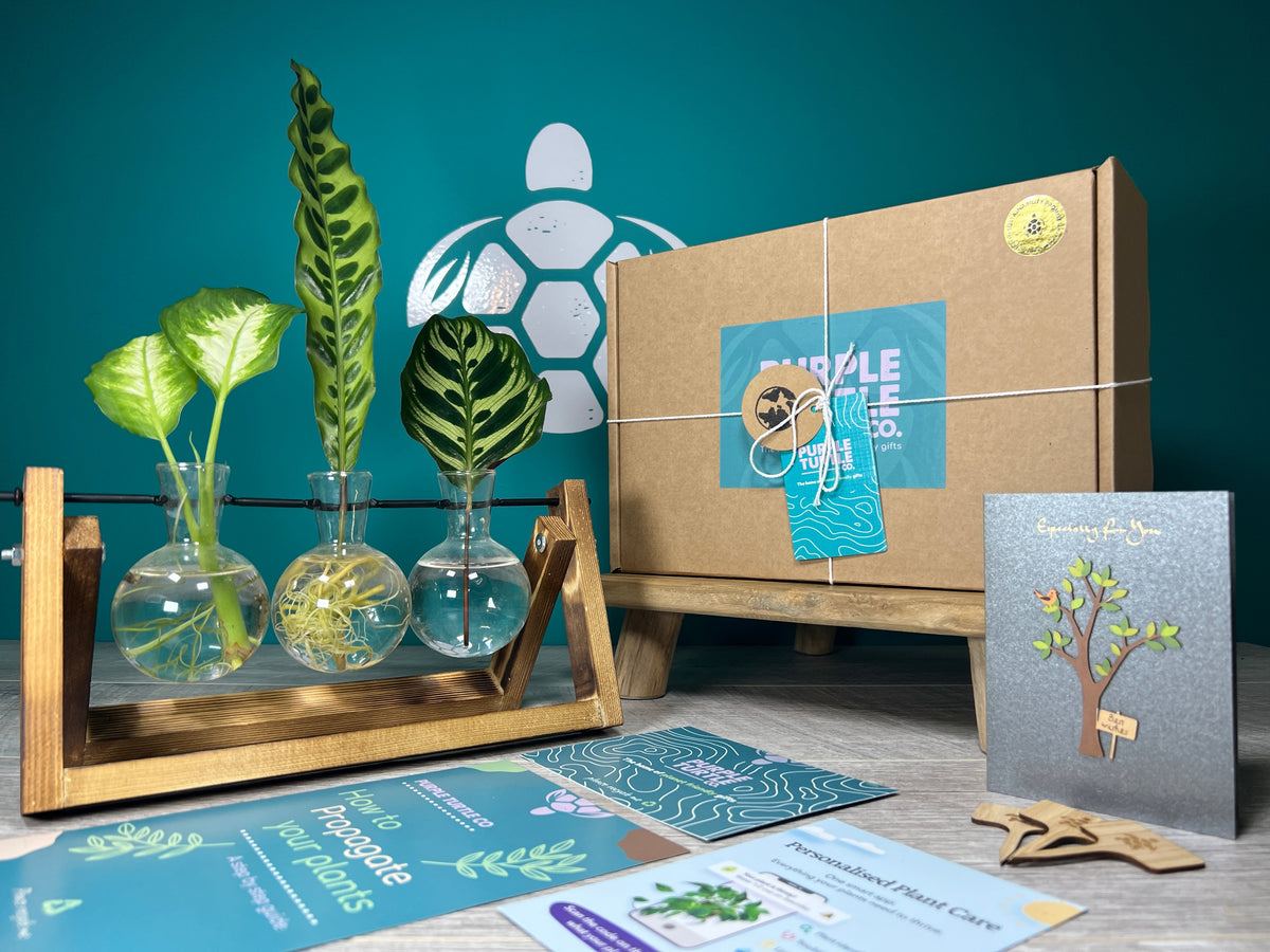 Plant Propagation Gift Set 