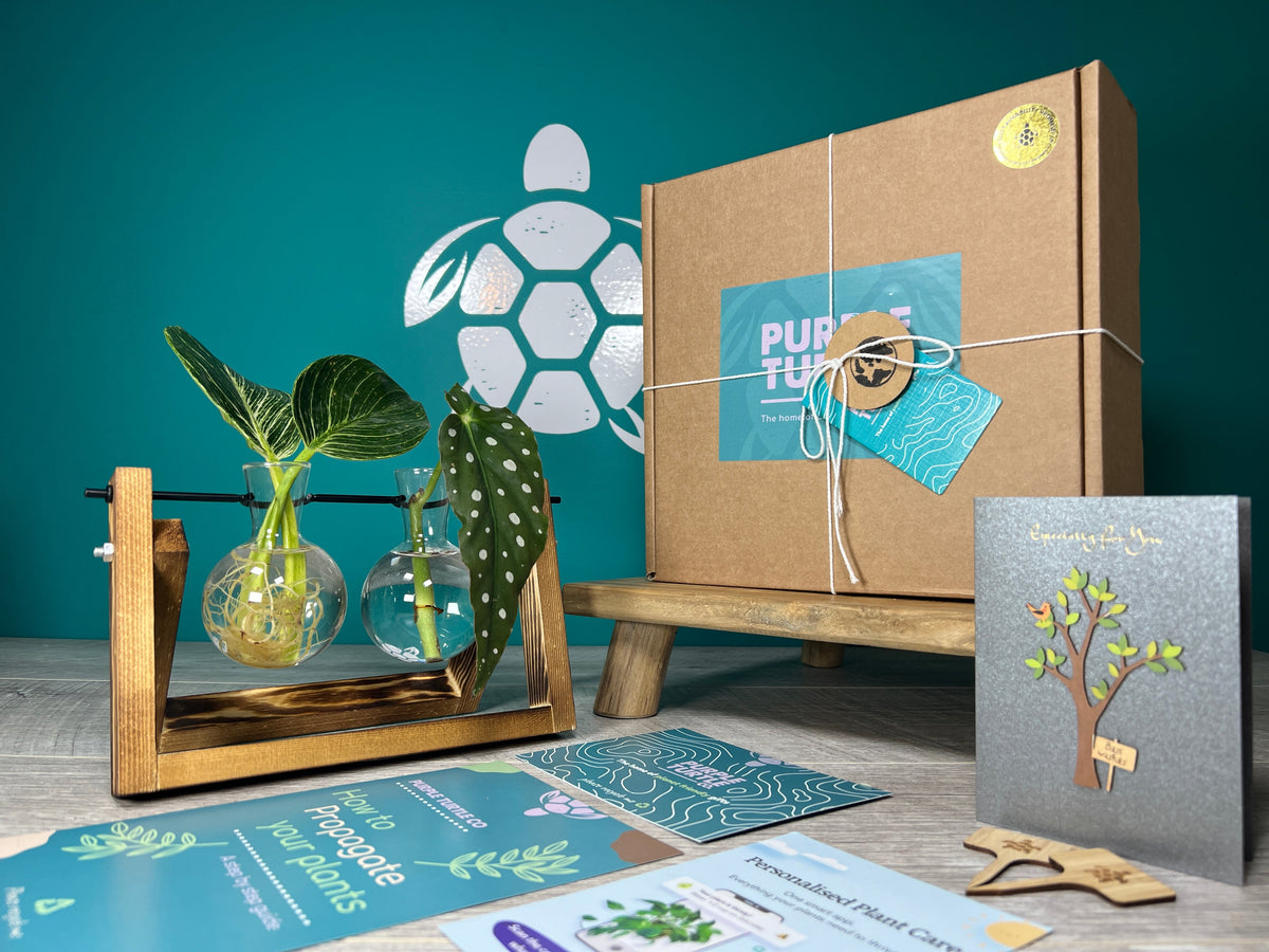 Plant Propagation Gift Set 