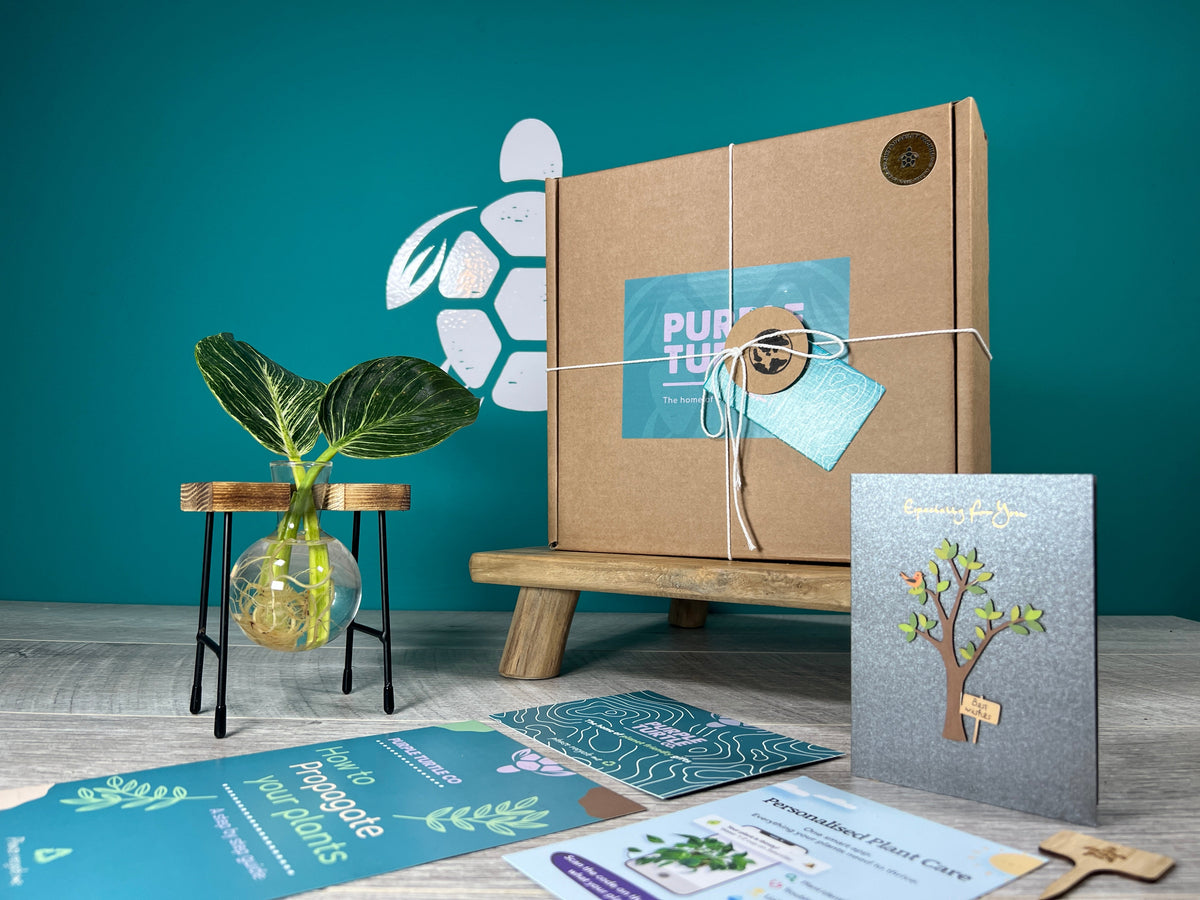 Plant Propagation Gift Set 