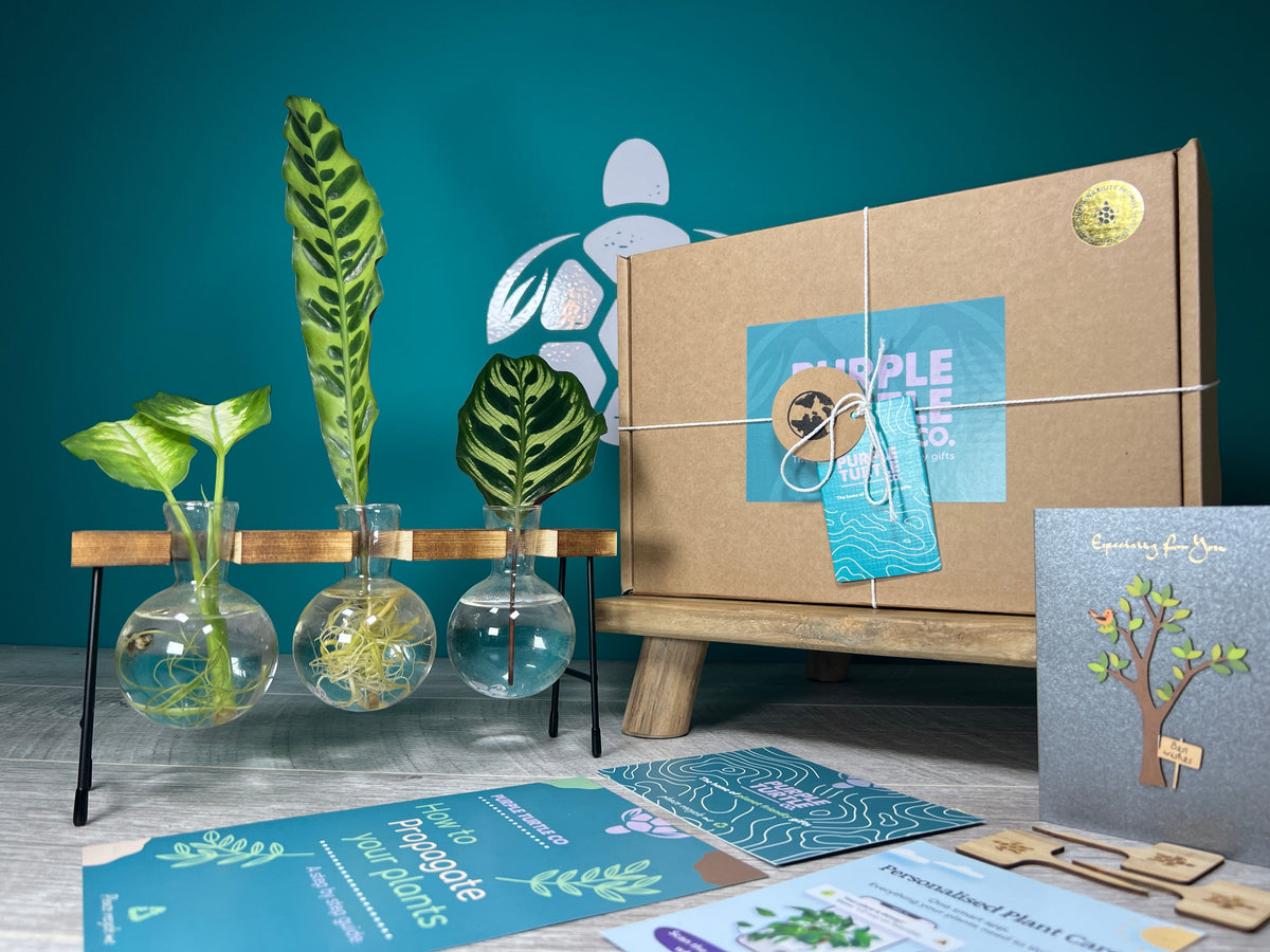 Plant Propagation Gift Set 