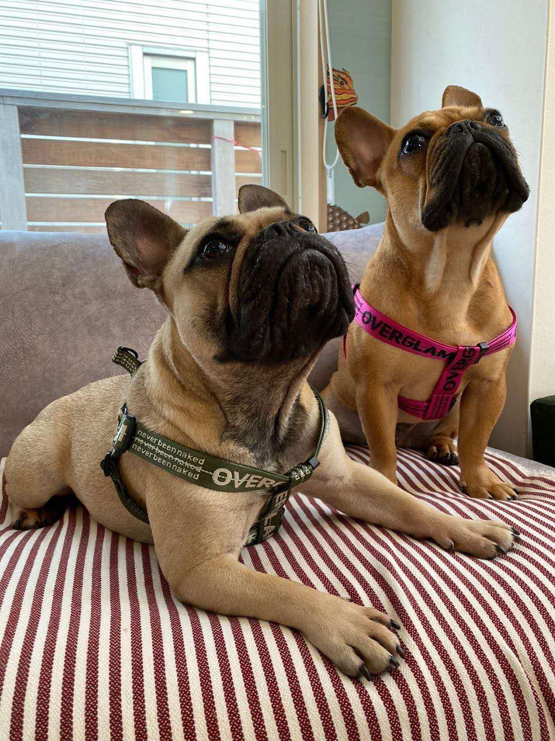 Overglam Ribbon Harness