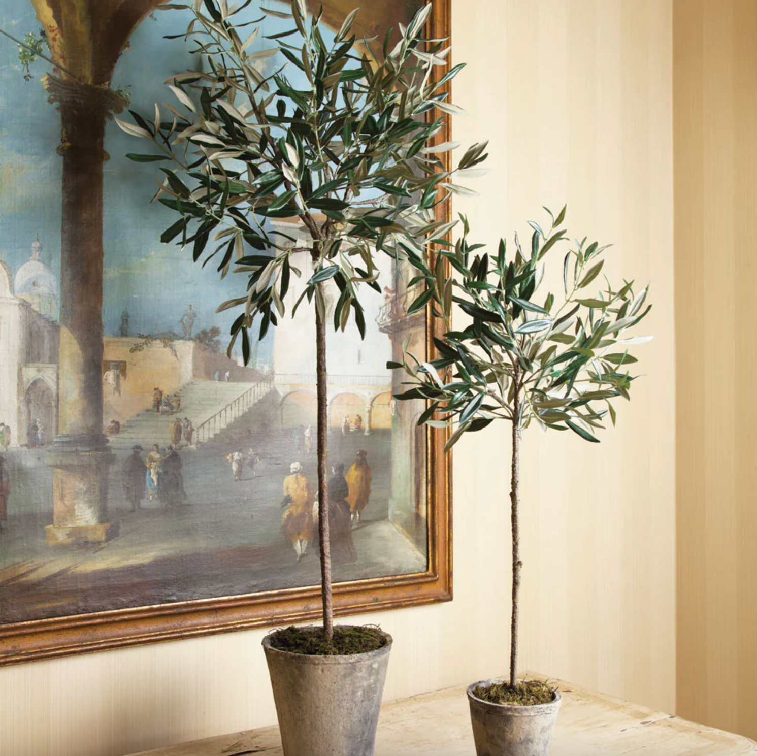 Olive Tree Potted