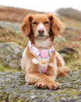 Pastel Petals - Dog Collar + ID Tag Holder