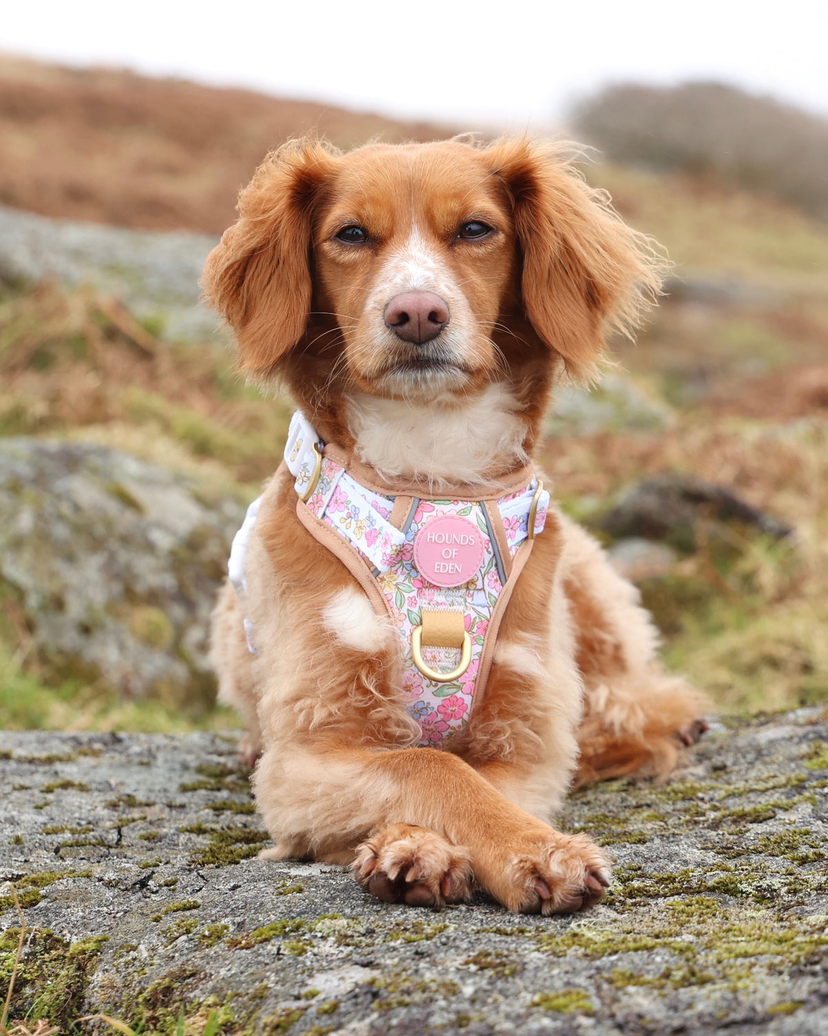 Pastel Petals - Supaw Strong™ Dog Harness (XS-XL)