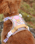 Pastel Petals - Dog Collar + ID Tag Holder