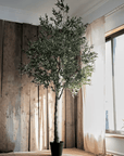 Tall Olive Tree 118"