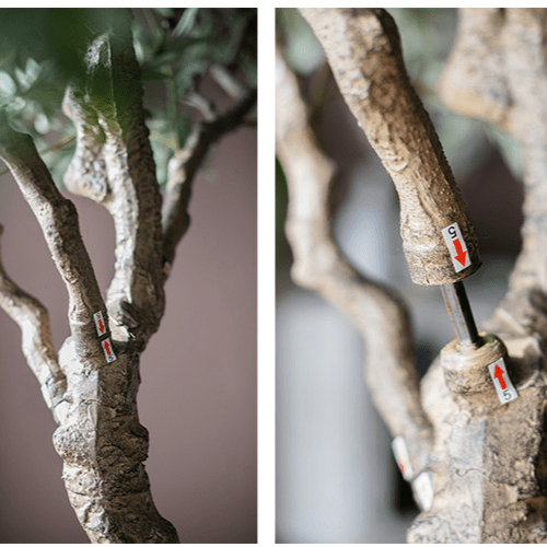 Tall Olive Tree 118"