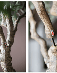 Tall Olive Tree 118"