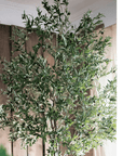 Tall Olive Tree 118"