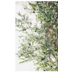 Tall Olive Tree 118"